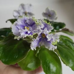 Fancy Flowering African Violet 