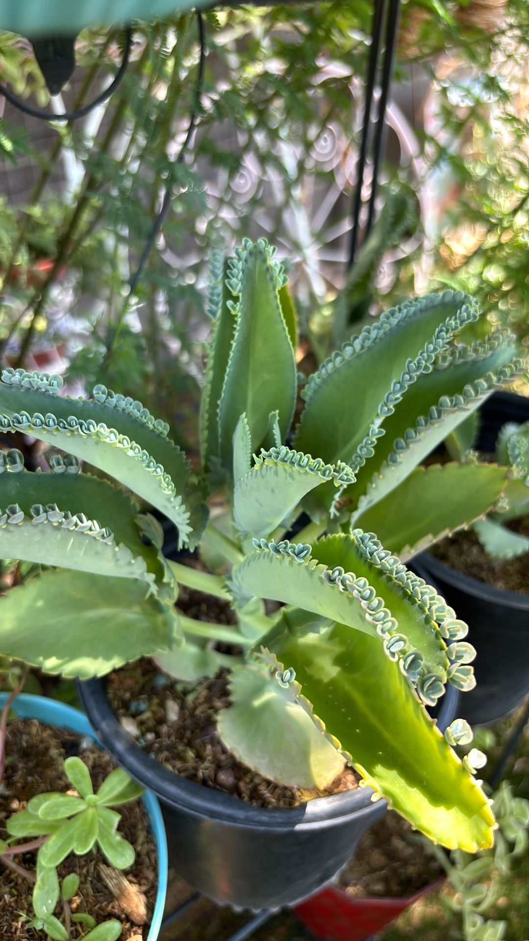 Kalanchoe Plant