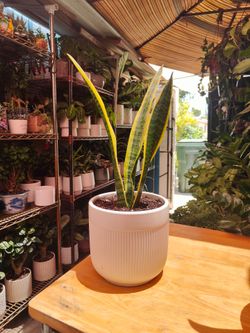 Snake Plant