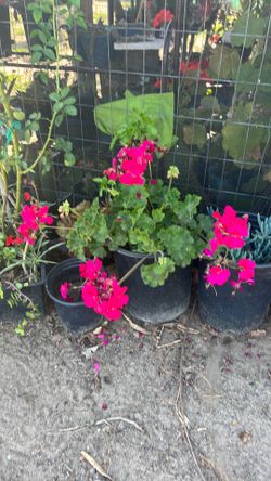 Malva geranio plant dark pink color
