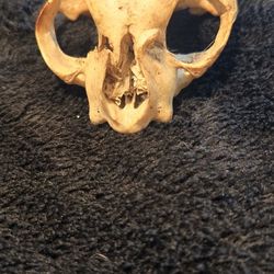 Ethically Sourced Domestic Feline Skull