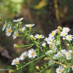 Frost Aster Plants $1.00 a plant
