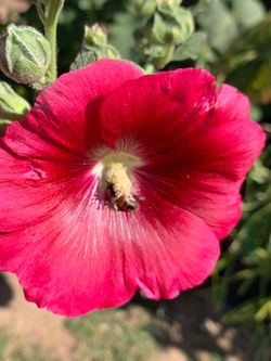Red flower floral plant
