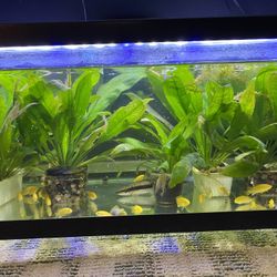 Aquarium Plants For Freshwater Fish Tanks 