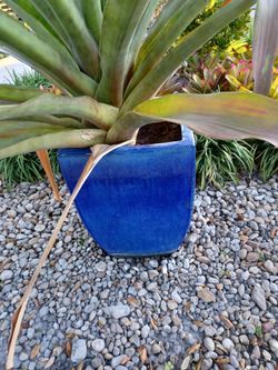 A pair of glazed planters garden pots indoor or outdoor