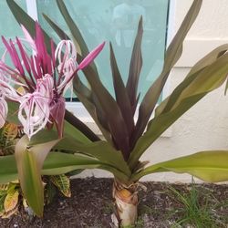 QUEEN EMMA LILLY PLANTS FLOWERS FOLIAGE LARGE PURPLE 