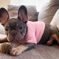 Puppy Hoodies • The Dogface