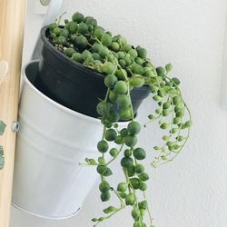 Beautiful String of Pearls, 4in Pot