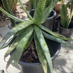 Aloe Vera