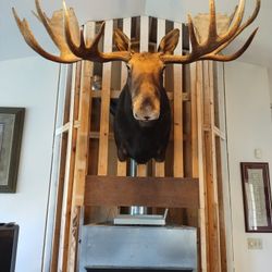 Moose Large Taxidermy Shoulder Mount 