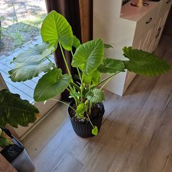 Large Alocasia Odora Night Scented Lily