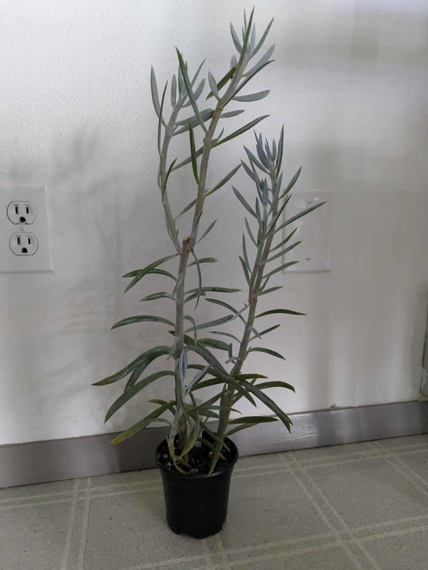 Senecio Skyscraper Succulent Cactus 20 Inches In Nursery Pot