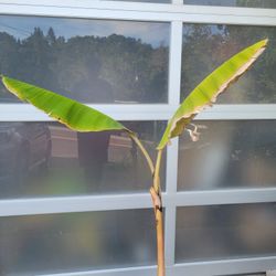 Rare INDIAN BANANA TREE 