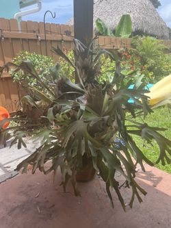 Beautiful Staghorn