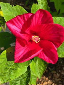 Garden Hibiscus