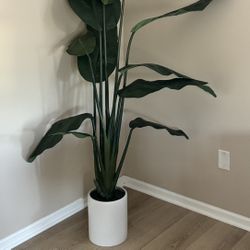 Not Real Plant From target 