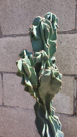 Cactus Peruvian Monstrose Planta 4 Pies De Alto $40 