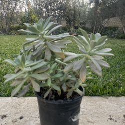 1 Gallon Succulent 