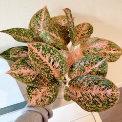 Aglaonema Orange Stardust Plant