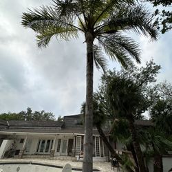 Tall Palm Tree