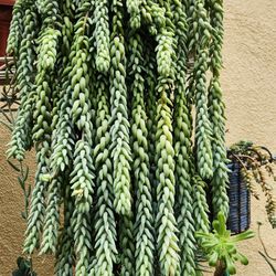 Sedum morganianum (like 2 feet)