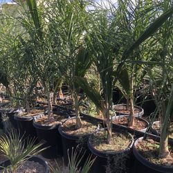 Queen Palm Tree 