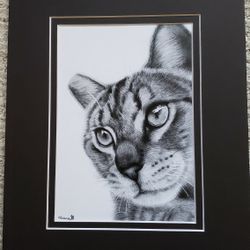 Pencil Drawing of  a cat, mated prints, Great Gifts