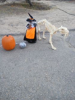 Halloween Decorations