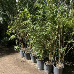 Bamboo Plants- 5 Gallon Size, Approximately 4-6 Feet Tall 