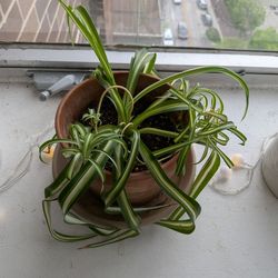 Spider plant with pot