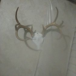 eight point gold rack