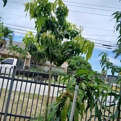 Large Mango Trees BIG SALE‼️$575🥭🌳