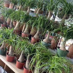 Ponytail Plants In 6” Pots $16 Each 