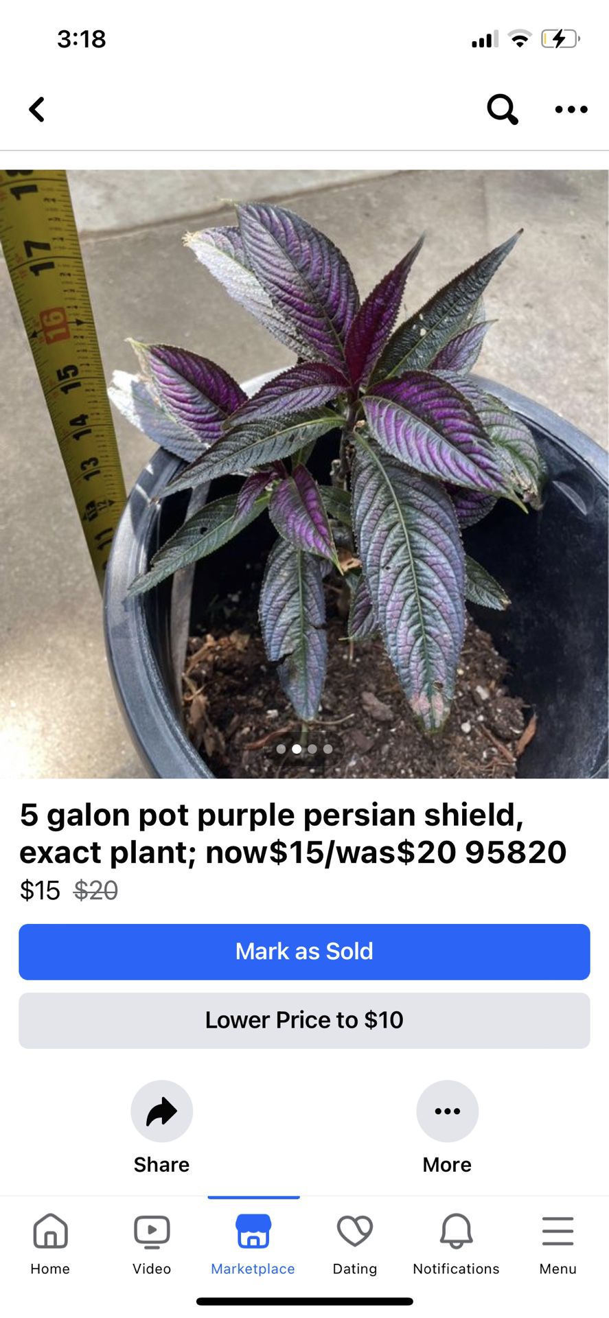 5 galon pot purple persian shield, exact plant; now$15/was$20 Price Firm; 95820