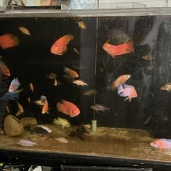 Aquarium 250 Gallons Acrylic 