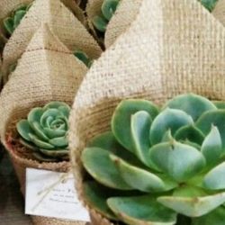 Real Suculents In. Burlap  Decorative  Planters U Put Ur Mgs Labels. 