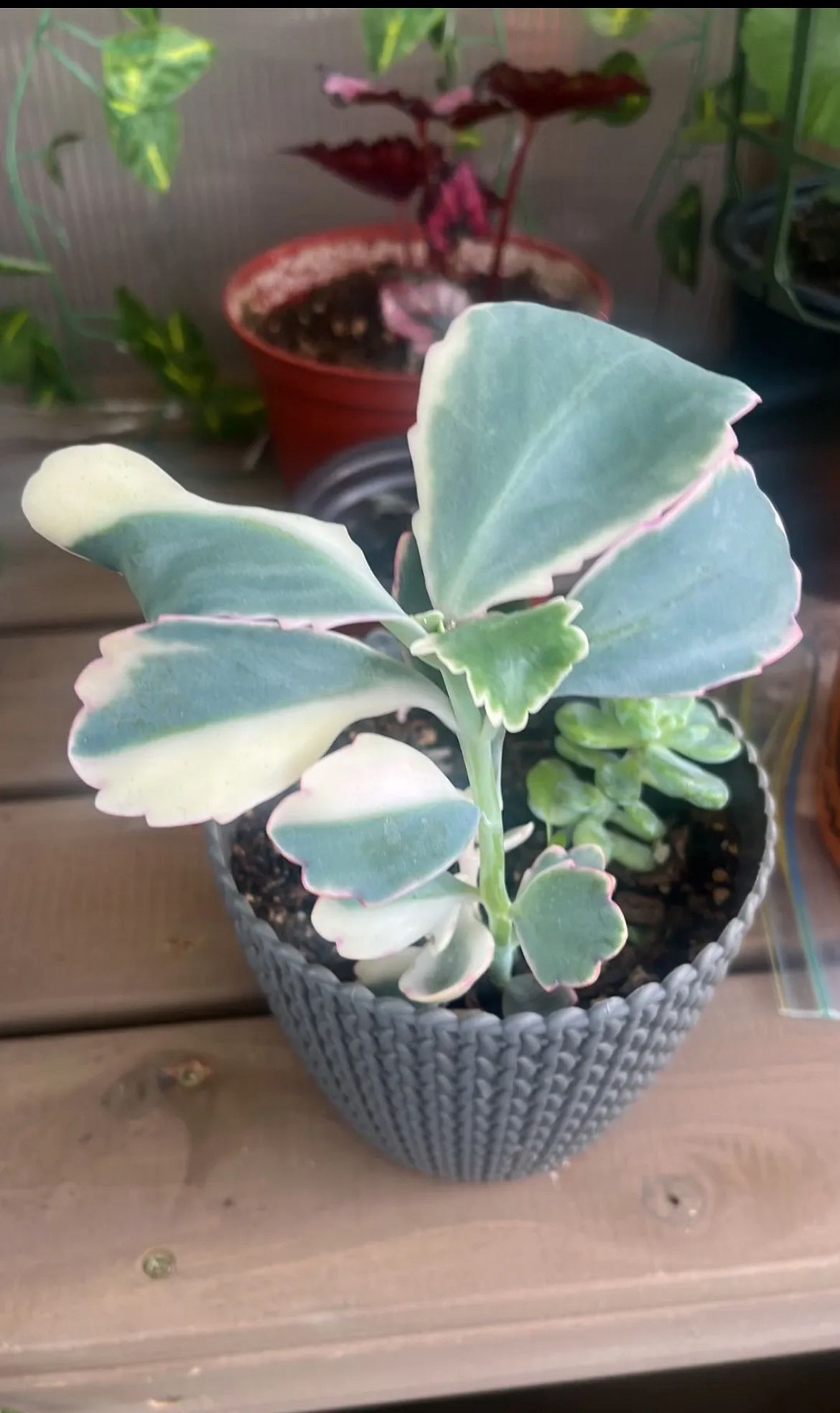 Suculenta