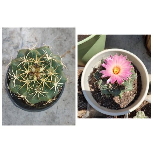 Elephants tooth Coryphantha elephantidens 5 x 5 black pot