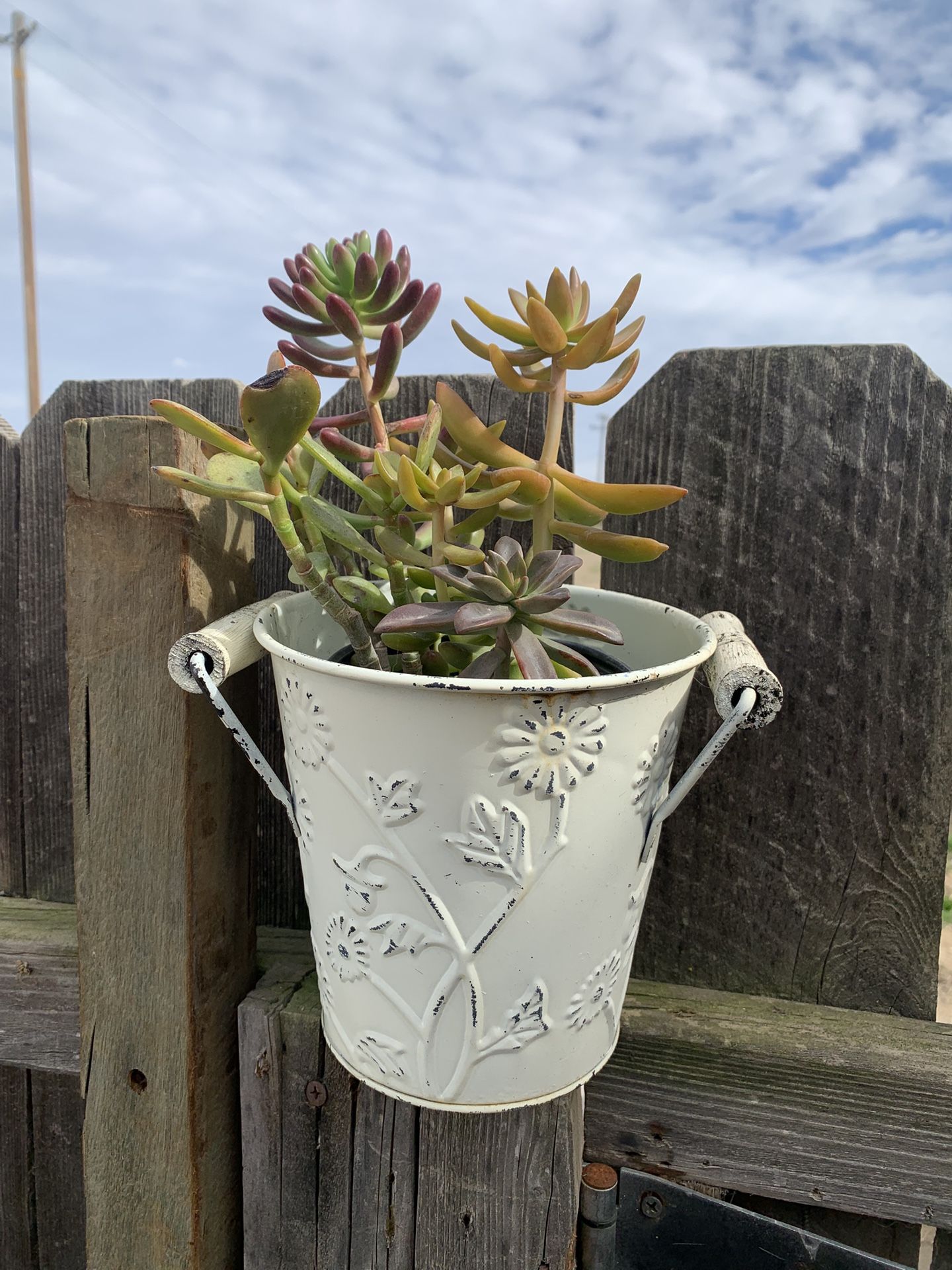 Planta Suculenta