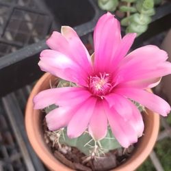 Gymnocalycium Cactus.