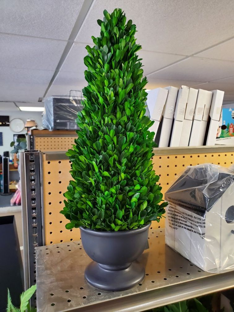 Boxwood trees 19in and 16in 18.00 ea
