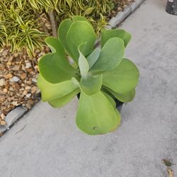 Outdoor Plant 