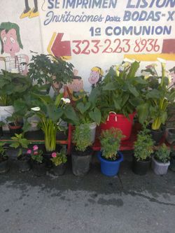 Plantas