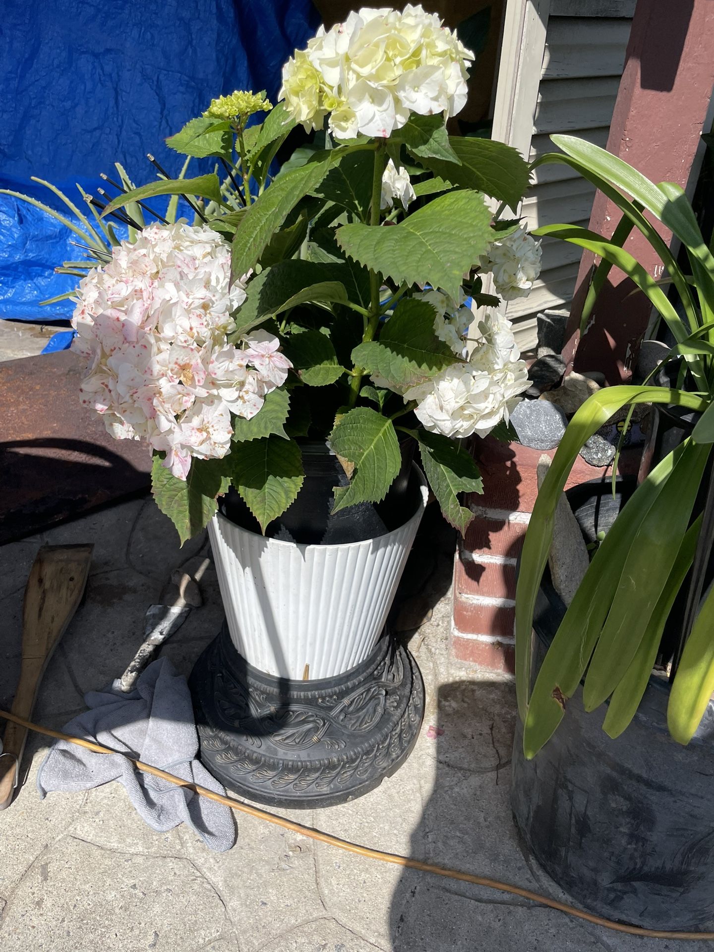 BEAUTIFUL HORTENSIA