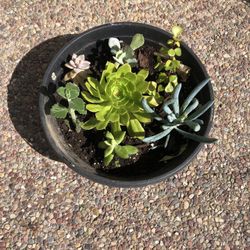 Plants For The Garden