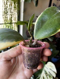 Variegated hoya Kerri