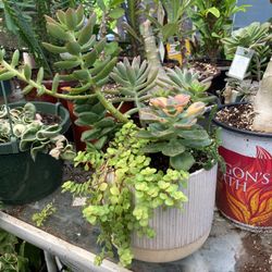 Maceta Con Suculentas 