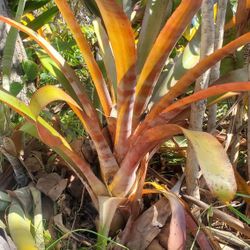 Bromeliad Aechmea Variety Tropical Plant