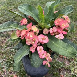 CROWN OF THRON (Create a Lush Glow For Landscape and Garden) 3 gallon pot