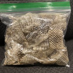 Snake Skin Shed